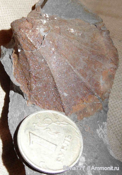 мел, мезозой, двустворчатые моллюски, Neithea, Приморский край, Cretaceous