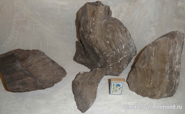 окаменевшее дерево, Приморский край