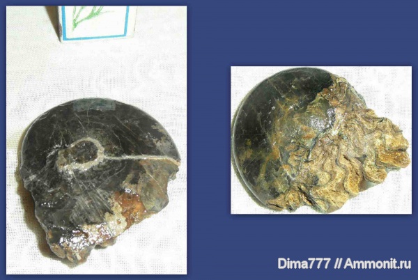 мезозой, Ceratitida, Приморский край