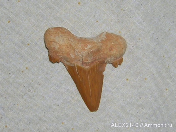 зубы акул, Otodus, Otodus obliquus, shark teeth