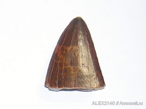 зубы, Carcharodontosaurus, teeth