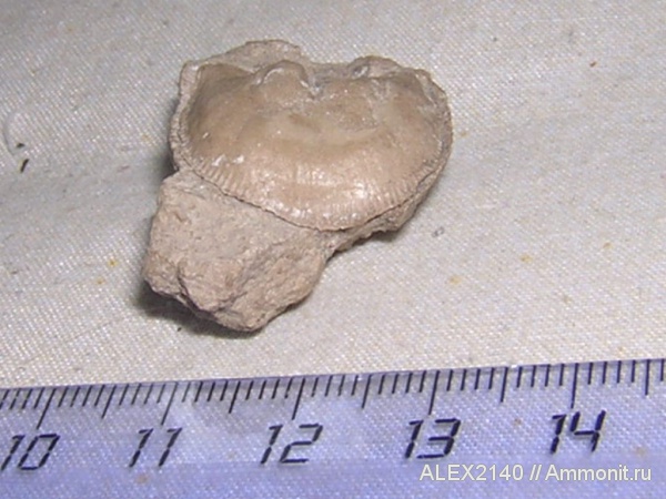 брахиоподы