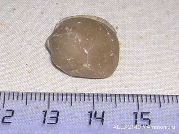 брахиоподы, Lycophoria