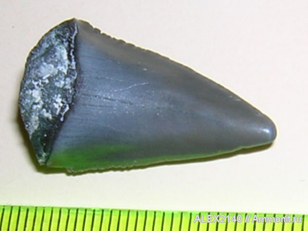 зубы акул, shark teeth