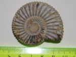 Аммонит Perisphinctes