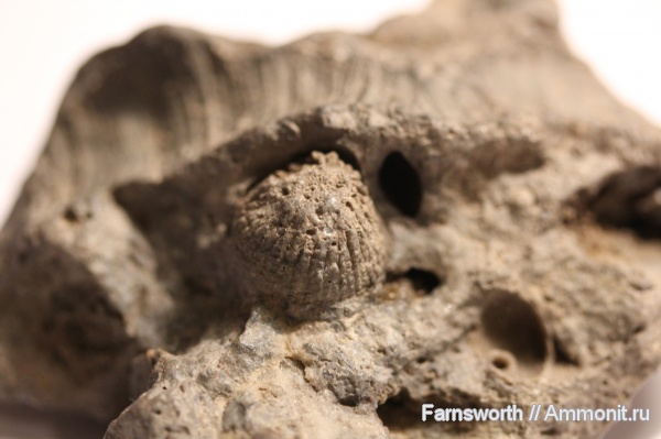 Орехо-Зуевский район деревня Давыдово до 1996