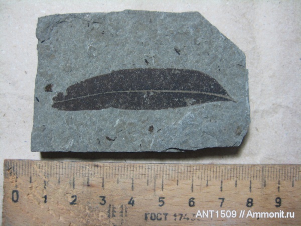 неоген, Краснодарский край, р. Пшеха, караган, листья