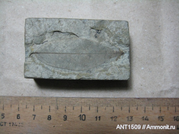 неоген, Краснодарский край, р. Пшеха, караган, листья