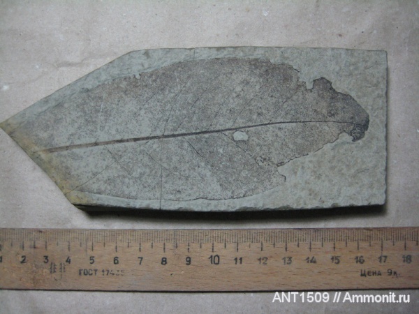 неоген, Краснодарский край, р. Пшеха, караган, листья