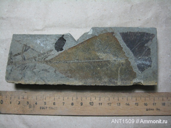 неоген, Краснодарский край, р. Пшеха, караган, листья