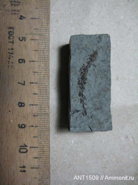 неоген, семена, Краснодарский край, р. Пшеха, караган