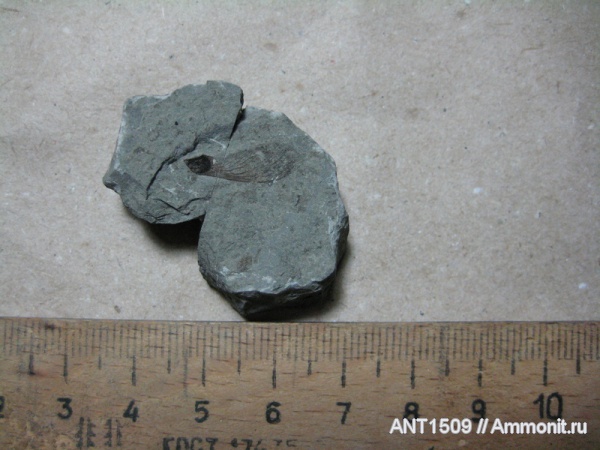 неоген, семена, Краснодарский край, р. Пшеха, караган