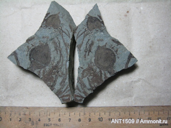 неоген, водоросли, Краснодарский край, р. Пшеха, караган