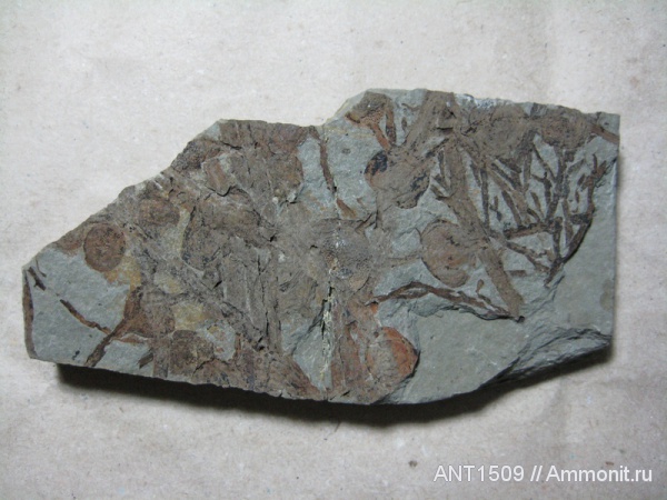 неоген, водоросли, Краснодарский край, р. Пшеха, караган