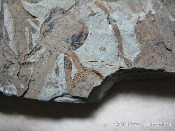 неоген, водоросли, Краснодарский край, р. Пшеха, караган