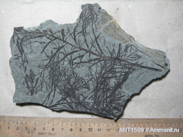 неоген, водоросли, Краснодарский край, р. Пшеха, караган