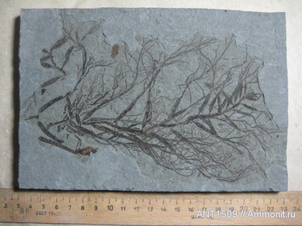 неоген, водоросли, Краснодарский край, р. Пшеха, караган