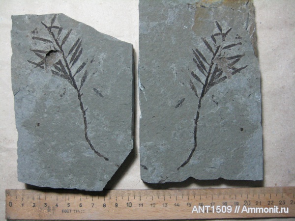 неоген, насекомые, водоросли, Краснодарский край, р. Пшеха, караган