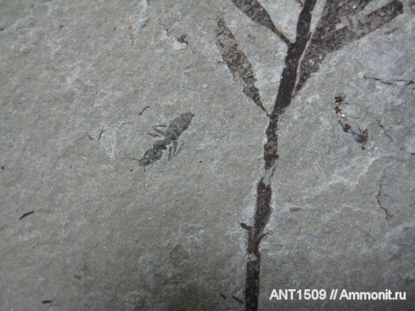 неоген, насекомые, Краснодарский край, р. Пшеха, караган