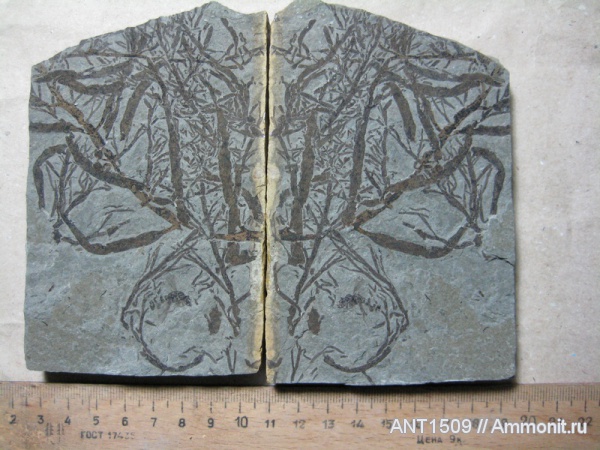 неоген, насекомые, водоросли, Краснодарский край, р. Пшеха, караган