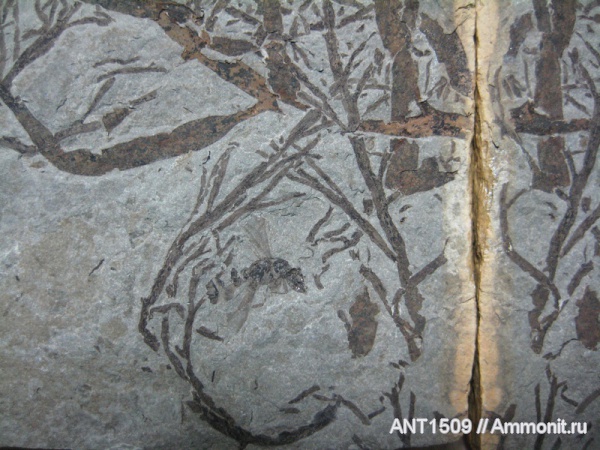 неоген, насекомые, Краснодарский край, р. Пшеха, караган