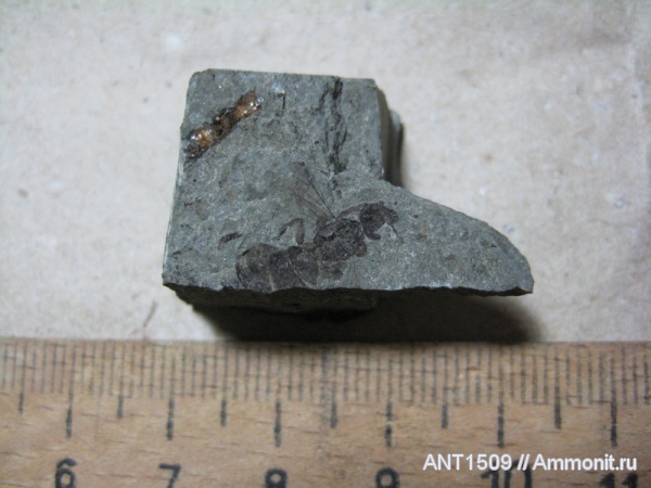 неоген, насекомые, Краснодарский край, р. Пшеха, караган