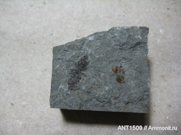 неоген, насекомые, Краснодарский край, р. Пшеха, караган