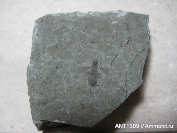 неоген, насекомые, Краснодарский край, р. Пшеха, караган