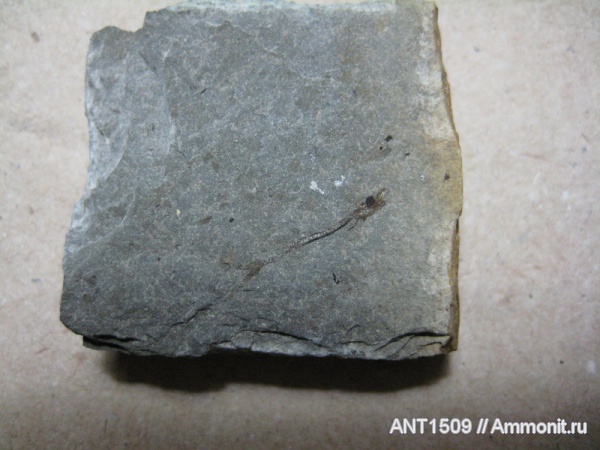 неоген, рыбы, Краснодарский край, р. Пшеха, караган, fish