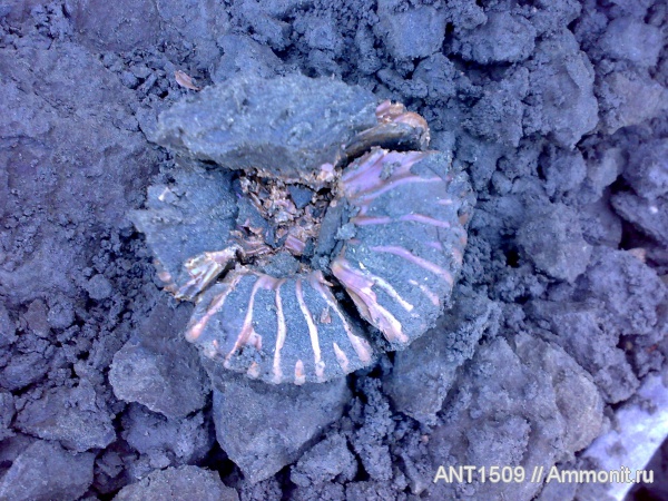 аммониты, мел, головоногие моллюски, мезозойская эра, Ammonites, Краснодарский край, р. Пшеха, Cretaceous