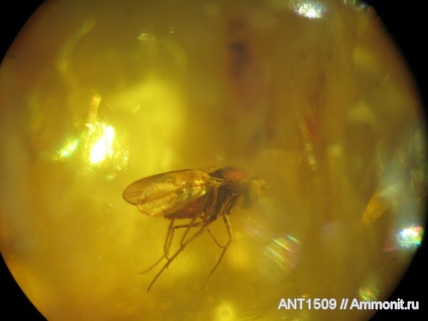 палеоген, насекомые, янтарь, инклюз