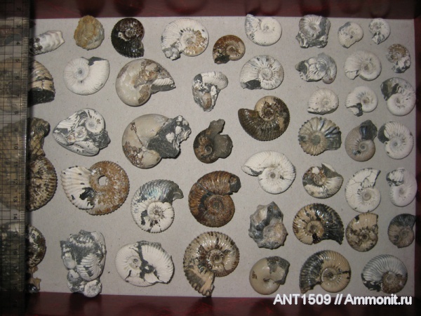 аммониты, мел, Ammonites, Краснодарский край, р. Пшеха, Cretaceous