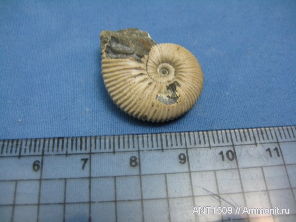 аммониты, мел, Ammonites, Краснодарский край, Hypacanthoplites, р. Пшеха, Cretaceous