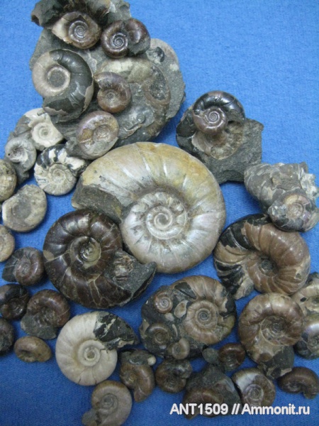 аммониты, Ammonites, Eogaudryceras, Краснодарский край, р. Пшеха, р. Курджипс