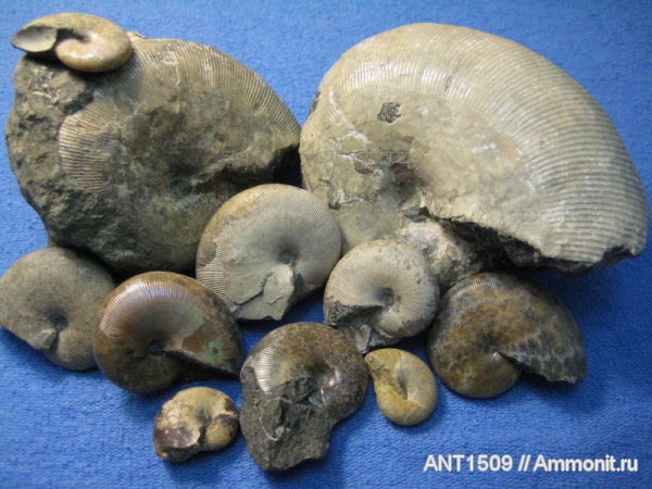 аммониты, Euphylloceras, Ammonites, Краснодарский край, р. Курджипс