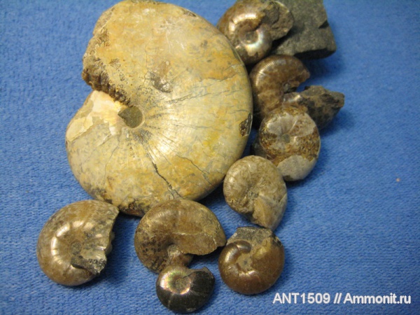 аммониты, Ammonites, Salfeldiella, Краснодарский край, р. Курджипс