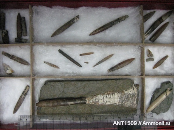 белемниты, Краснодарский край, р. Пшеха, belemnites