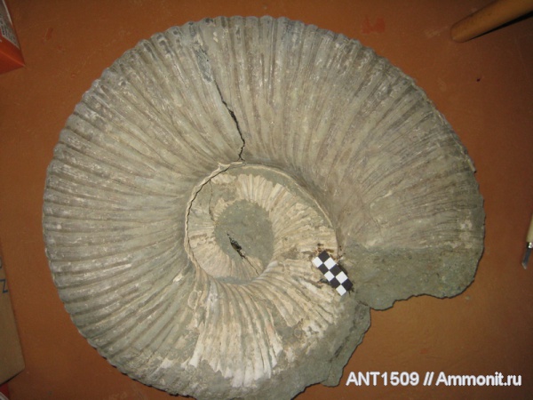 аммониты, мел, Epicheloniceras, Ammonites, Epicheloniceras waageni, р. Туха, Cretaceous