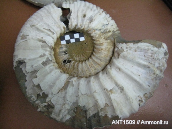 аммониты, мел, Ammonites, Acanthohoplites, Краснодарский край, р. Пшеха, Cretaceous