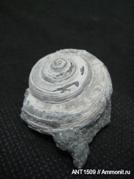 мел, Bathrotomaria, Краснодарский край, р. Пшеха, Cretaceous