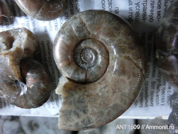 аммониты, Ammonites, Pictetia, Краснодарский край, р. Курджипс