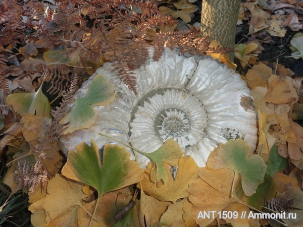 аммониты, мел, Ammonites, Acanthohoplites, Краснодарский край, р. Пшеха, Гинкго Билоба, Cretaceous