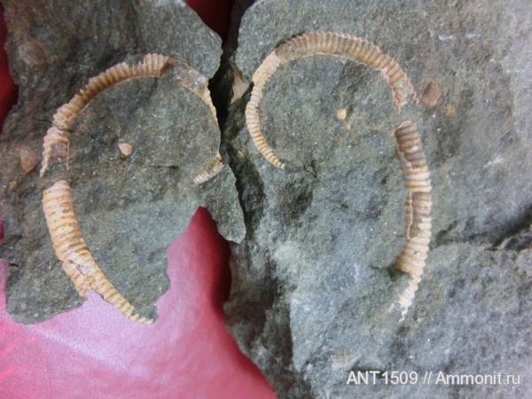 аммониты, мел, гетероморфные аммониты, Ammonites, Краснодарский край, Cretaceous, heteromorph ammonites