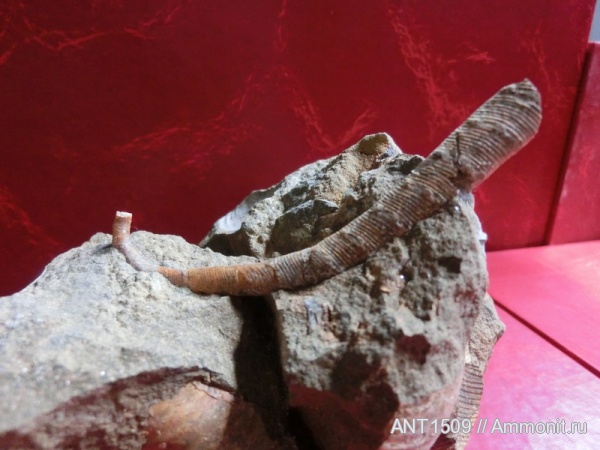 аммониты, Россия, гетероморфные аммониты, Ammonites, Краснодарский край, Апшеронский район, heteromorph ammonites