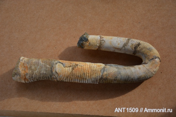 аммониты, Россия, гетероморфные аммониты, Ammonites, Краснодарский край, Апшеронский район, heteromorph ammonites