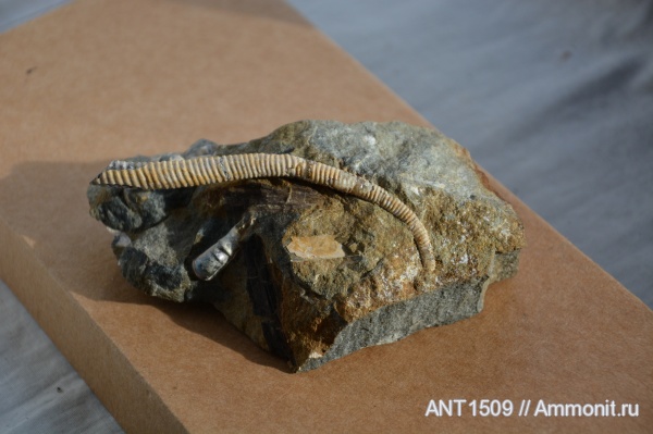 аммониты, Россия, гетероморфные аммониты, Ammonites, Краснодарский край, Апшеронский район, heteromorph ammonites