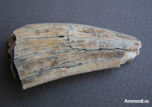 Зуб рептилии