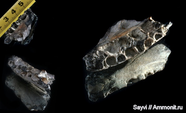 рыбы, эоцен, Зауралье, fish