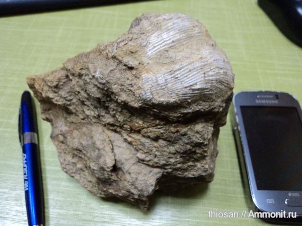 брахиоподы, Productida