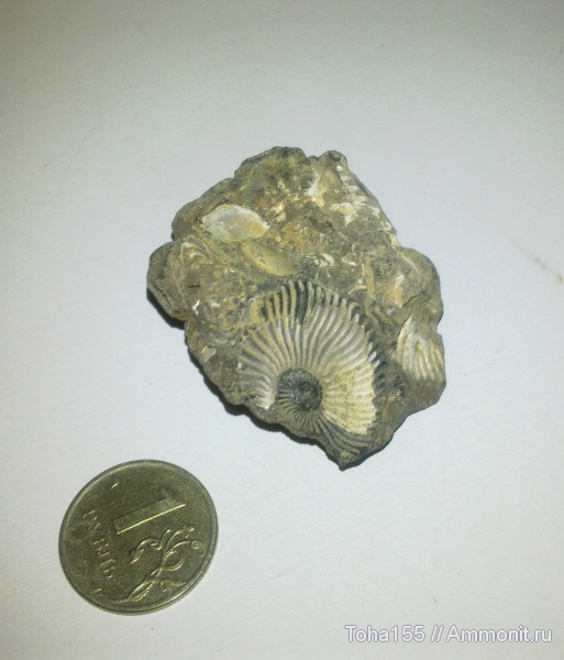аммониты, Ammonites